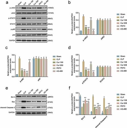 Figure 5. Curcumin alleviated CLP-activated JAK2/STAT3 and NF-κB signaling pathways and ERS of the mice.