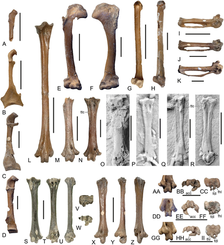 Figure 12. Comparison of major postcranial bones of the Psittacopedidae, Zygodactylidae, and possibly related Palaeogene taxa. (A, B) left coracoid (dorsal view) of the Zygodactylidae (A: Primozygodactylus cf. danielsi, NMS.2021.40.47; B: Primoscens carolinae, sp. nov., holotype, NMS.2021.40.54). (C, D) left coracoid (dorsal view) of the Psittacopedidae (C: ?Psittacopes occidentalis, sp. nov., holotype, NMS.Z.2021.40.44; D: Psittacomimus eos, gen. et sp. nov., holotype, NMS.Z.2021.40.38). (E) P. cf. danielsi (NMS.2021.40.49), right humerus in cranial view. (F) Parapsittacopes bergdahli (NMS.Z.2021.40.43), left humerus in cranial view. (G) Pr. carolinae, sp. nov. (holotype, NMS.2021.40.54), left ulna in cranial view. (H) Pa. bergdahli (holotype, SMF Av 653), left ulna in cranial view. (I‒K) Right carpometacarpus (ventral view) of (I) P. cf. danielsi (NMS.2021.40.47), (J) ?Psittacopes occidentalis, sp. nov. (holotype, NMS.Z.2021.40.44), and (K) Ps. eos, gen. et sp. nov. (holotype, NMS.Z.2021.40.38). (L‒R) Tarsometatarsi (dorsal view) of (L) P. cf. danielsi (NMS.2021.40.47; right side); (M) Psittacopedidae, gen. et sp. indet. B (NMS.Z.2021.40.46; left side); (N) Ps. eos (NMS.Z.2021.40.39; left side); (O) Morsoravis sedilis from the early Eocene Fur Formation in Denmark (holotype, MGUH 28930; left side); (P) Eocuculus cherpinae from the early Oligocene of Colorado, USA (DM 10682; right side, cast of holotype); (Q) Eocuculus cf. cherpinae from the early Oligocene of France (SMF Av 425; right side); and (R) Pumiliornis tessellatus from the early/middle Eocene of Messel (SMF-ME 2475B; left side). (S‒W) Left tarsometatarsus from the early Eocene Nanjemoy Formation of Virginia (USNM PAL 771592), which was tentatively referred to Pumiliornis by Mayr et al. (Citation2022), in (S) dorsal, (T) plantar, (U) lateral, (V) proximal, and (W) distal view. (X‒Z) ?Psittacopes occidentalis, sp. nov. (holotype, NMS.Z.2021.40.44), partial right tarsometatarsus in (X) dorsal, (Y) lateral, and (Z) plantar view. (AA‒CC) Ps. eos, gen. et sp. nov., distal end of right tarsometatarsus in plantar and distal view (AA, BB; NMS.Z.2021.40.39), proximal end of left tarsometatarsus in proximal view (CC: holotype, NMS.Z.2021.40.38). (DD‒FF) P. cf. danielsi (NMS.2021.40.47), distal end of right tarsometatarsus in (DD) plantar and (EE) distal view; (FF) proximal end in proximal view. (GG‒II) Pr. carolinae, sp. nov. (holotype, NMS.2021.40.54), distal end of left tarsometatarsus in (GG) plantar and (HH) distal view; (II) proximal end in proximal view. Abbreviations: acc, trochlea accessoria; fdl, hypotarsal sulcus/canal for tendon of musculus flexor digitorum longus; fhl, hypotarsal sulcus/canal for tendon of musculus flexor hallucis longus; ttc, tuberositas musculi tibialis cranialis. The scale bars equal 5 mm.