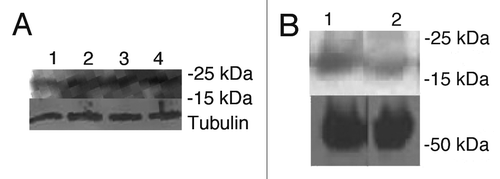 Figure 3 Influence of proteasome inhibitor MG132 on the levels of E6 in SiHa cells in vitro and in vivo: (A) SiHa cells in vitro treated with 0, 5, 10 and 25 µg/ml MG132 (lines 1–4, respectively) for 3 hrs; (B) SiHa tumors from nude mice. Tumor in line 1 is from a mouse treated with 20 µg MG132 with tumor being removed 3 hrs after is from the control mouse treatment; tumor in line 2 is from the control untreated mouse.