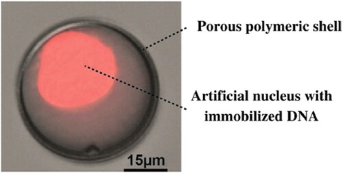 Figure 3. An example of a core-shell structured artificial cell. Image adapted from Ref. [Citation2].