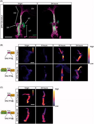 Figure 3. Spatiotemporal patterns of Tango activity in the female reproductive organ. (A) SPR-expressing cells in the female reproductive organ. SPR-expressing cells were visualized in flies that carry SPR-T2A-GAL4 and UAS-mCD8-GFP. Prominent expression was detected in the uterus (UT), the spermatheca (ST), part of the seminal receptacle (SR) and part of the oviduct (OD). No GFP expression was observed in the ovary (OV). Left: the reproductive organ of a virgin female. Right: the reproductive organ of a female fly 24 hours after mating. F-actin (magenta), mCD8-GFP (green). (B) Time-course analysis of reporter expression in SPR-Tango-L and -Tango-VL after mating. Left: Schematic designs. Each Tango sensor has a TEV cleavage site (TCS) and LexA. In addition, Tango-VL carries a V2 tail to promote β-Arrestin recruitment. Tango-L and Tango-VL carry a mutant TCS (amino-acid sequence: ENLYFQL) which is a less efficient substrate of TEV. Right: Strong mCD8-GFP was observed in the reproductive organ from 16 hours after mating in both Tango-L and Tango-VL. (C) Reporter expression in SPR-Tango-G and Tango-VG after mating. Left: Schematic designs. Tango-G and Tango-VG carry a wild-type TCS (ENLYFQG) that is cleaved by TEV by maximal efficiency. Right: Strong GFP expression was observed in the uterus and the oviduct regardless of mating status in both Tango-G and Tango-VG. The seminal receptacle and the spermatheca were removed from the reproductive organs before imaging. Scale bars in A, B, and C: 200 µm.