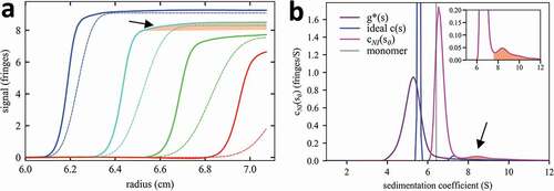 Figure 1. Distortions in the sedimentation boundaries and apparent sedimentation coefficient distributions in nonideal sedimentation. a, Measured concentration profiles of 37 mg/mL mAb A at select times during sedimentation at 45,000 rpm (solid lines; later times indicated by higher color temperature) in comparison with the theoretical sedimentation of a macromolecule with sedimentation properties as measured for the monomer or mAb A under dilute conditions (dotted lines; corresponding to a species with 6.5 S and frictional ratio 1.6). b, Lines show different sedimentation coefficient distribution models derived by fitting the sedimentation data: standard c(s) with unphysical best-fit f/f0 of 4.0 (blue); apparent sedimentation coefficient distribution g*(s) (purple); and nonideal cNI(s0) fixing f/f0 at 1.6 as measured in dilute solution by ideal c(s) analysis (magenta). The dashed vertical line indicates the s-value of the mAb A monomer measured at 100-fold lower concentration in dilute solution. In (a) and (b) the boundary and distribution features corresponding to trace aggregates are highlighted by shaded areas (arrows).