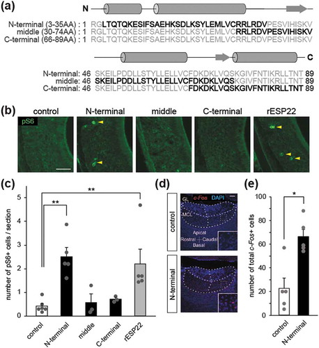 Figure 1. The N-terminal ESP22 peptide activates vomeronasal sensory neurons (VSNs) and accessary olfactory bulb (AOB) neurons.(a) Predicted secondary structures of ESP22 and three synthetic peptides utilized in this study. Grey cylinder and arrow show helix and beta-sheet structure, respectively, predicted by the PSIPRED Protein Analysis Workbench [Citation8] Three synthetic ESP22 peptides are highlighted in bold: an N-terminal fragment (3–35 a.a.), a middle fragment (30–74 a.a.), and a C-terminal fragment (66–89 a.a.). (b) Representative immunohistochemical images of pS6-expressing VSNs in the vomeronasal organ of C57BL/6 virgin female mice stimulated with control buffer, N-terminal, middle, or C-terminal ESP22 peptides (500 µg each), or full length recombinant ESP22 (rESP22) (100 µg). Arrowheads denote the expression of pS6. Scale bar, 50 µm. (c) Number of pS6-positive cells per section. A total of 18 sections from each animal were quantified. Control, n = 6 mice; N-terminal peptide, n = 5 mice; middle peptide, n = 3 mice; C-terminal peptide, n = 3 mice; recombinant ESP22 (100 µg), n = 5 mice. Error bars, S.E.M. **p < 0.01 by Steel-Dwass test. (d) Representative ISH images of c-Fos-expressing AOB neurons in C57BL/6 virgin female mice stimulated with control buffer, or N-terminal peptide (500 µg). c-Fos cRNA probes (red) were used in conjunction with nuclear DAPI staining (blue). Abbreviations: GL, glomerular layer; MCL, mitral/tufted cell layer. Scale bar, 100 µm. (e) Number of total c-Fos-positive cells in AOB sections. A total of 16 sections from each animal were quantified. n = 5 mice. Error bars, S.E.M. *p < 0.05 by Mann-Whitney U test. Each dot represents data of an individual mouse in panel (c) and (e). Immunohistochemistry and ISH were performed as described previously [Citation5,Citation10].