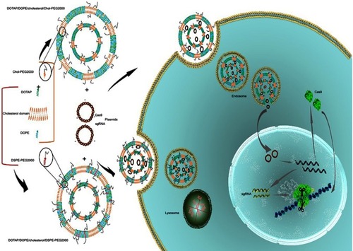 Figure 1 Schematic illustration of the Chol-rich lipid-mediated nanoparticle carrying Cas9/sgRNA plasmids.Notes: Encapsulation of Cas9 and sgRNA plasmids in DOTAP/DOPE/Cholesterol/Chol-PEG and DOTAP/DOPE/Cholesterol/DSPE-PEG liposomes has happened via electrostatic interactions between the positively charged cationic lipid (DOTAP) and the negatively charged pDNA. By the lipoplex formation, transfection was performed by which the complexes entered the cells through endocytosis. Entrapped pDNAs in DOTAP/DOPE/Cholesterol/Chol-PEG escaped from the endosome while the ones in DOTAP/DOPE/Cholesterol/DSPE-PEG were kept in the endosome and degraded by lysosomal nucleases. Released pDNAs were transferred to the nucleus; after transcription and translation, the ribonucleoprotein complex of Cas9/sgRNA was formed and the chromosome was scanned for the target locus to introduce the double-strand cut for editing.
