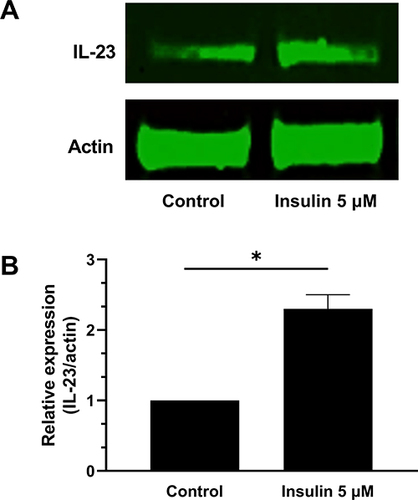 Figure 2 Insulin upregulates the IL-23 protein expression in human adipocytes. In vitro differentiated human adipocytes were incubated for 24 hours with saline (control) and insulin (5 µM). (A) Representative western blot analysis showing IL-23 protein expression. (B) Western blot densitometric quantification of IL-23 protein expression as normalized to β-actin. Control = saline. Values are expressed as mean ±SD from five independent experiments. *P<0.01.