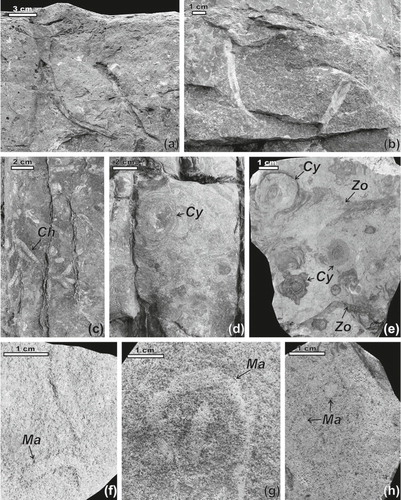 Fig. 5  Trace fossils of the Kapp Starostin Formation. (a), (b) Arenicolites isp. in vertical cross-section of sandstone beds from the lower part of the section (0–26 m). (c) Chondrites isp. (Ch) on the upper surface of a sandstone bed, ca. 120 m of the section. (d) Cf. Cylindrichnus isp. (Cy) on the upper surface of a sandstone bed, 120 m of the section. (e) Cf. Cylindrichnus isp. (Cy) and Zoophycos isp. (Zo) on the horizontal section of a bed, 120 m of the section, INGUJ207P2a. (f)–(h) Macaronichnus segregatis (Ma) in loose blocks. Cross-section in (h); (f) INGUJ207P18, (h) INGUJ207P13a.