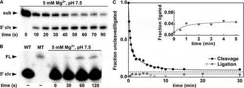 Figure 4. Ligation activity of the P. polymyxa pistol ribozyme. (A) Kinetic assay using the P. polymyxa bimolecular ribozyme construct for cleavage (see Materials and methods for details) at the MgCl2 concentration of 5 mM and 30 mM Tris (pH 7.5). The corresponding time points are indicated. The cleavage products were separated by denaturing 20% PAGE. The full-length substrate (sub) and 5ʹ-cleavage product (5ʹ clv) are denoted. (B) Kinetic ligation assay of the P. polymyxa pistol ribozyme at the MgCl2 concentration of 5 mM and 30 mM HEPES (pH 7.5). 15% PEG8000 was used as an additive to improve the assay quantification. The corresponding time points are indicated. The ligation products were separated by denaturing 10% PAGE. The full-length ribozyme (FL) and 5ʹ-cleavage product (5ʹ clv) are denoted. As a positive control, hot transcription of the wild-type (WT) and mutant (MT) P. polymyxa pistol ribozyme was performed. (C) Comparison of the cleavage and ligation activities of the P. polymyxa pistol ribozyme. Approach to equilibrium at 5 mM Mg2+ and pH 7.5 is shown. The dashed line represents the mean value of the fraction of the full-length ribozyme (ligation) or uncleaved substrate (cleavage) at equilibrium, feq = 0.07. Open grey circles indicate cleavage of the ligated ribozyme, which was detected during the ligation assay. The inset shows a zoom-in of the region between 0 min and 5 min of the ligation reaction