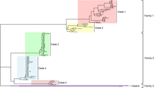 Figure 1 PspA families and clades of Shenzhen`s isolates. PspA clades 1–6 were highlighted by red, yellow, green, blue, pink and purple respectively. The black solid circles indicate the 24 strains reported previously, which were identified using their names.