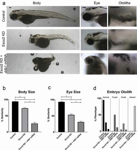 Figure 4. Exogenous ddb1 overexpression exacerbates Esco2 KD phenotypes. (a) Representative images of control embryos (WT injected with ddb1 mRNA), Esco2 KD (esco2-ATG MO injected) and Esco2 KD + ddb1 mRNA (esco2-ATG MO co-injected with ddb1 mRNA) embryos. For all experiments 29–38 replicates were analyzed and at least 3 independent trials were performed. (b) Quantification of body size from injected embryos were compared to un-injected WT embryos to obtain percent similarity. Bar graph reveals a significant reduction of body length in Esco2 KD + ddb1 mRNA compared to Esco2 KD alone (error bars represent s.e.m., one-way ANOVA with Turkey’s multiple comparison, *P < 0.05). (c) Quantification of eye size from injected embryos were compared to un-injected WT embryos to obtain percent similarity. Bar graph reveals a significant reduction of eye size in Esco2 KD + ddb1 mRNA compared to Esco2 KD alone (error bars represent s.e.m., one-way ANOVA with Turkey’s multiple comparison, *P < 0.05). (d) Graph shows percent of normal, fused, small, or absent otolith phenotypes with MO treatments. Data reveals 27% of Esco2 KD embryos exhibited normal otoliths, while only 7% of Esco2 KD + ddb1 mRNA embryo otoliths were normal with an absent phenotype largely observed. Scale bar: 100 μm.