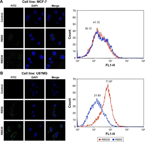 Figure 5 Confocal microscopy images and FACS analysis of (A) MCF-7 and (B) U87MG cells treated with FITC-labeled RBS0 or RBS30 for 4 hours.Abbreviations: DAPI, 4′,6-diamidino-2-phenylindole; FACS, fluorescence activated cell sorter; FITC, fluorescein isothiocyanate.