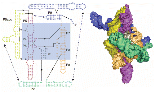 Figure 4 Secondary and tertiary structures of the Tetrahymena group I intron. The shortened “ribozyme” version is shown, in which the exons are removed and the ribozyme forms a core helix, termed P1, with an oligonucleotide that mimics the 5′-splice site. The ribozyme core is highlighted in blue in the secondary structure. Regions of the secondary structure are color-coded according to structural domains, and tertiary contacts are indicated with dashed lines. At the right is a tertiary structure model of the intron,Citation149 with domains in the same colors as in the secondary structure diagram.