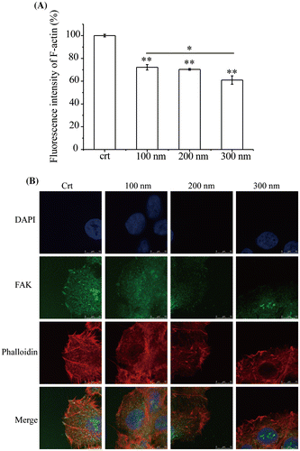 Figure 5. Expression and localization of F-actin. Cells were seeded and exposed to the TiO2-PEG NPs (100, 200, and 300 nm) at a concentration of 100 μg/mL for 3 h. (A) Quantification of f-actin expression; (B) Localization and structural assessment of f-actin and pFAK. Crt stands for control samples. All data are displayed as mean ± SD with at least three parallel groups and were analyzed using one-way ANOVA. *p ≤ 0.05, **p ≤ 0.01.