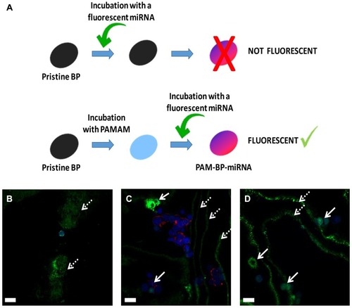 Figure 7 Preparation procedure for BP coating with PAMAM dendrimer and complexation with a fluorescent miRNA (A). Confocal microscopy of HEK-293T transfected for 1 day (B), 3 days (C) and 7 days (D) with PAM-BP functionalized with FAM-Pre-mir-503 mimic (400× magnification). The green lines (indicated by dashed white arrows) indicate different focal planes, while the intense green spots (indicated by white arrows) represent the transfected cells.