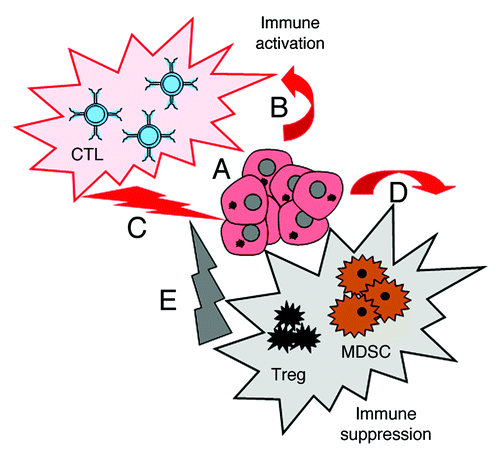 Figure 1. Double immunological consequences of pancreatic ductal adenocarcinoma. Pancreatic ductal adenocarcinoma (PDAC) cells expressing tumor-associated antigens (A) activate the immune system in PDAC patients (B). This generally results in the elicitation of PDAC-specific immune responses (C). In addition, PDAC cells can activate the immunosuppressive arm of the immune system (D), thus damping antitumor immune responses (E).
