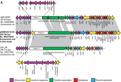 Figure 1 Plasmid characterization of NDM-5-bearing plasmids and closely related plasmids.Notes: Light gray shading indicates homologous regions (>99% DNA identity). (A) A linear depiction of the primary structural characteristics of pNDM-EC16-50 compared to plasmids pMC-NDM (HG003695) and pSJ_94 (CP011064). The different boxed arrows indicate the positions, directions of transcription, and predicted function of the genes. (B) Circular comparison between the FII plasmid pNDM-EC16-50 and other reported similar plasmids. The plasmid pNDM-EC16-50 (the outer circle) was used by the BRIG software as a reference plasmid to perform the sequence alignment with BLASTn. The different colors indicate different plasmids and are listed in the color key.