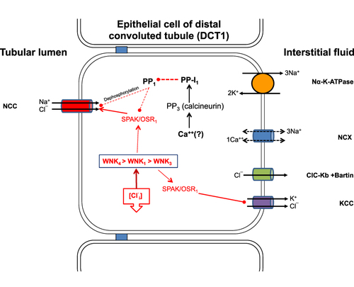 Figure 2 Solute transport in the DCT1. The sodium/chloride cotransporter is the only sodium chloride cotransporter found in the luminal membranes of epithelial cells. Phosphorylation and subsequent activation of the transporter are achieved via the WNKs/SPAK/OSR1 cascade, which in turn is activated by the reduction of intracellular chloride concentration. The inactivation of NCC by dephosphorylation is partially dependent on intracellular chloride concentrations. Sufficient evidence suggests that increased levels of extracellular potassium lead to rapid dephosphorylation of NCC via an alternative metabolic pathway that encompasses the protein phosphatase family PP1-PP4 and protein phosphatase inhibitor-1. This pathway is not well understood, but intracellular calcium and calcineurin appear to play crucial roles.