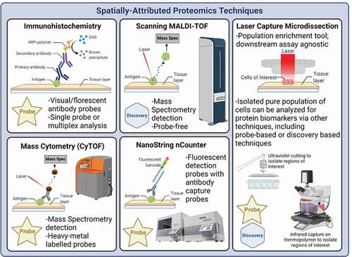 Figure 1. Spatially Resolved Tissue Proteomics Technology Categories. Example major classes of technologies that exist for spatially (in situ) resolved proteomics: A) Analyte probe labeled or label-free microscopic imaging of tissue: Example technologies that fall under this category include standard clinical immunohistochemistry using one antibody probe at a time, multiplex sequential or parallel antibody probes, and label free imaging. B) Surface scanning or grid-based surface elution of labeled or unlabeled tissue molecules. Example technologies that fall under this category include scanning MALDI, Tissue laser scanning after the tissue or cells are labeled with heavy metal tagged antibodies (CyTOF), or antibody-labeled nucleic acid barcoded tags (NanoString nCounter), or D) Isolation or capture of full thickness tissue regions of interest followed by external extraction and analysis. Example technologies that fall under this category include Laser Capture Microdissection LCM using ultraviolet laser cutting around the perimeter of the region, or cell of interest, or direct full thickness removal by infrared laser capture embedding onto a capture surface or both UV and IR laser methods combined together