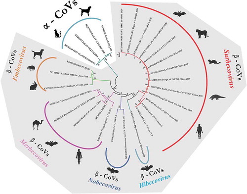 Figure 1. The phylogenetic grouping of different animals and human origin coronaviruses. The phyloanalysis included SARS-CoV-2 isolates originating from humans, tiger and mink. It also includes closely related bat and pangolin origin CoVs of Betacoronavirus. The canine and feline origin Alphacoronaviruses are included in the phylogenetic tree. Major species of each subgenus have been depicted in front of each clade
