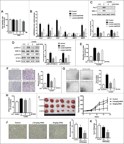 Figure 5. WithaD suppresses breast cancer growth and angiogenesis by impeding lactate-induced M2 macrophage polarization via the ERK/STAT3 signaling pathway. (A) The cell viability was detected by the CCK8 assay. BMDMs were treated with different concentrations of WithaD for 24 h. (B) WithaD suppresses M2-like macrophage polarization induced by lactate. The relative mRNA expression of M2-like macrophages was analyzed by QPCR in BMDMs pre-treated with WithaD for 30 min and then with or without lactate treatment for 12 h (n = 3). *P < 0.05. (C) Western blot for Arg-1 and MRC-1 in BMDMs stimulated by lactate for 24 h after pretreated with WithaD for 30 min. β-actin was used as a loading control. The Arg-1/β-actin or MRC-1/β-actin ratio was quantified and is shown as fold changes compared with control (n = 3). *P < 0.05, **P < 0.01 compared with control. (D) BMDMs were pretreated with WithaD for 30 min and then were stimulated with lactate or PBS for 24 h. Expression and phosphorylation levels of ERK1/2 and STAT3 in BMDMs were determined by Western blot. (E and F) Boyden chamber assay of the MDA-MB-231 cell (E), and pHUVEC (F) migration. Cells were plated on the upper chamber inserts with untreated (Control) media, and culture medium(CM) from lactate-activated macrophages which were pretreated with different concentration of WithaD for 30 min was put in the lower chambers. After migration for 6 h(F) or 24 h(E), the migrated cells were stained with crystal violet and counted as cells per field of view under the microscope (n = 5). (G) Capillary-structure formation of endothelial cells induced by lactate-activated macrophages was suppressed by WithaD. pHUVECs were placed in 96-well plates coated with Matrigel (2.0 × 104 cells/well) and stimulated with CM from macrophages which were pretreated with WithaD for 30 min and then treated with lactate or PBS. After 6 h, tubular structures were photographed (magnification, × 100). (H) The proliferation of pHUVECs induced by lactate-activated macrophages was suppressed by WithaD. pHUVECs cells were treated with CM from macrophages which were pretreated with WithaD for 30 min and then treated with lactate or PBS. (I-K) WithaD suppressed tumor growth and angiogenesis by suppressing lactate-induced M2 macrophage polarization. (I) WithaD suppressed tumor growth. Photographs of different treatment group tumors, along with the graph of tumor volume and tumor weight (K). (J) Immunohistochemistry of tumor slides stained with antibodies against vWF; arrows show new blood vessels in the tumor, with the statistical results of microvessels on the right. *P < 0.05, **P < 0.01 compared with control group; #P < 0.05 compared with lactate group.