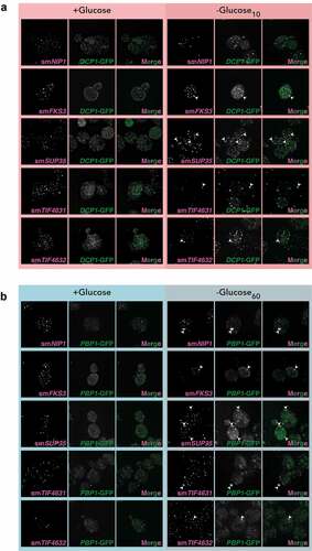 Figure 6. smFISH confirms localization of mRNAs to PBs and SGs. A. z-stacked images from smFISH experiments are shown for the indicated mRNAs. Strains containing Dcp1-GFP were used to visualize PBs. B. as in A, but strains containing Pbp1-GFP were used to visualize SGs.