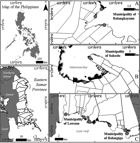 Figure 1. Location map of Eastern Samar province and the municipalities that were surveyed (Maps A, B and C). Sections with black shades show the mangrove areas while the gray circles indicate the coastal villages that were surveyed