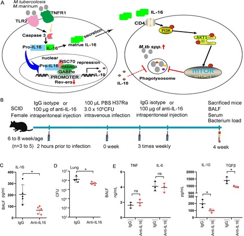 Figure 8. Neutralization of IL-16 contributes to host control of Mycobacterium infections. A Schematic diagram of GAPBAα/Pro-IL16/HDAC3 complex regulates Rev-erbα expression and IL-16 regulates the maturation of phagolysosomes through CD4. B Schematic diagram of neutralization of IL-16 in vivo. 6-8 weeks of age mice were intraperitoneally injected with 200 μg anti-IL-16 neutralizing mAb 2 h prior to infection. Mice were challenged with 3×106 CFU of H37Ra in 100 μL PBS via the intravenous route, followed by intraperitoneal injection 3 times weekly with 200 μg anti-IL-16 neutralizing mAb. Control mice received 200 μg isotype-matched mouse IgG2a(κ). The mice were sacrificed 4 weeks post-infection (n = 3 to 5). C IL-16 level in BALF by ELISA (n = 3 to 5). D H37Ra load in lung (n = 3 to 5). E TNF, IL-6, IL-10 and TGF-β levels in BALF measured by ELISA (n = 3 to 5). *p<0.05 compared to media, Student's t-test. The graph shown is representative of 2 independent experiments.
