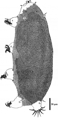 Figure 3. Drawing of Echiniscoides basalticus sp. nov. Scale bar in μm.