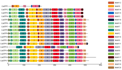 Figure 3. Motifs of the CaSTP protein identified using MEME online tools. Note: In total, 20 motifs were identified and are indicated by increasing numbers from 1 to 20. Twenty putative motifs are indicated in different colored boxes.