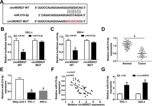 Figure 3 CircWDR27 is a sponge for miR-215-5p in PTC cells. (A) The putative targeting sites of circWDR27 and miR-215-5p were predicted by circinteractome. (B and C) TPC-1 and IHH-4 cells were co-transfected with miR-215-5p or miR-NC and circWDR27 WT or circWDR27 MUT for 48 h, and the luciferase activity was detected by dual-luciferase reporter assay. (D and E) The abundance of miR-215-5p was measured by qRT-PCR in normal tissues (n=42), PTC tissues (n=42), Nthy-ori3-1 cells, and PTC cells (TPC-1 and IHH-4). (F) The correlation between circWDR27 and miR-215-5p expression was confirmed in PTC tissues. (G) The level of miR-215-5p was determined by qRT-PCR in TPC-1 and IHH-4 cells transfected with si-NC or si-circWDR27. *P<0.05.