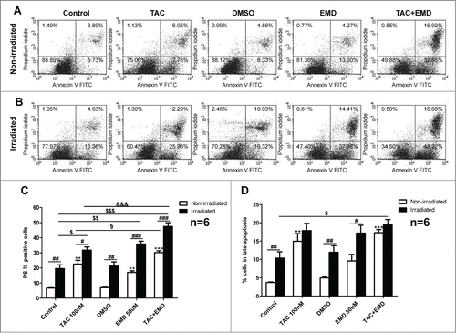 Figure 3. SGK1 inhibitor EMD638683 enhances radiation-induced apoptosis in TAC-treated MCF-7 cells. Original dot-plots (PI/Annexin V) of a representative expriment demonstrating an increase of cell events in the lower right quadrant (early apoptosis) and upper right quadrant (late apoptosis) in (A) non-irradiated TAC- and TAC+EMD638683-treated cells and (B) 4 Gy irradiated TAC- and TAC+EMD638683-treated MCF-7 cells. (C,D) Flow cytometry results after a 24h treatment in the absence (control) or presence of 100 nM TAC, 50 μM EMD638683, combination of TAC+EMD638683, or 1 μl solvent (DMSO) in non-irradiated- (white bars) or 4 Gy irradiated- (black bars) MCF-7 cells following staining with FITC conjugated Annexin V and propidium iodide (PtdIns). Results represent arithmetic means ± SEM (n = 6) of the percentage gated MCF7 cells binding to Annexin V but not propidium iodide (early apoptosis, C), and to both Annexin V and propidium iodide (late apoptosis, D). ** (P < 0 .01) and *** (P < 0,001) indicate significant differences to respective values of untreated control. # (P < 0 .05), ## (P < 0 .01) and ### (P < 0 .001) indicate significant differences of irradiated cells to respective values of non-irradiated cells. $ (P < 0 .05), $$ (P < 0 .01) and $$$ (P < 0 .001) indicate significant differences to respective values of irradiated control. &&& (P < 0 .001) indicates significant difference of irradiated TAC+EMD638683-treated cells to respective values of irradiated TAC-treated cells (unpaired t-test). § (P < 0 .05), indicates significance between TAC-treated and TAC+END-treated non-irradiated cells.