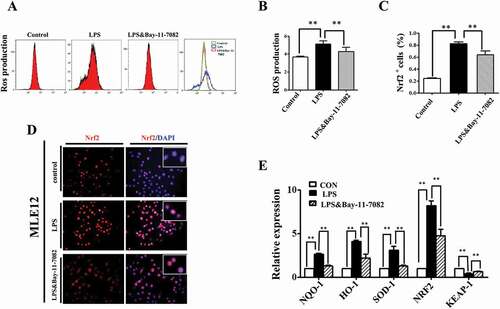 Figure 7. NF-kB signaling modulated ROS in LPS induced alveolar epithelial mal-differentiation. (A, B): Flow cytometry data and merged image show LPS-induced ROS elevation in MLE-12 cells was abolished with Bay-11–7082. (D, C): In immunofluorescent staining of MLE-12 cells, red colour stands for Nrf2 and blue colour stands for DAPI staining, respectively. The higher magnification images are shown at the right upper corners. LPS-induced increase in Nrf2 expression was partially blocked with Bay-11–7082. (E): qPCR data show LPS induced alteration of oxidative stress related genes in MLE-12 cells, which were revered with Bay-11–7083. *P < 0.05. **P < 0.01. Scale bars = 50 μm.