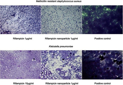 Figure 11 Biofilm eradicating potential of rifampicin and its nanoparticle.