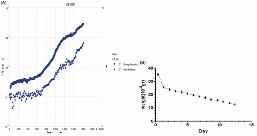 Figure 2. Rheology test was applied to measure the mechanical properties of fibrin hydrogel, viability of Photoreceptor cells was in 3 D fibrin hydrogels with an elastic modulus <100 Pa (A). The results reflected the maintenance of microstructure 3 D hydrogel, At first, substantial amount of biodegradation after the first day were evaluated biodegradable rate (B).