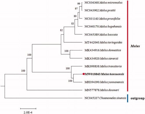 Figure 1. The phylogenetic tree is inferred from 13 chloroplast genomes. The Malus kansuensis complete cp genomes obtained in this study are shown in bold. Bootstrap values are shown at the branches.