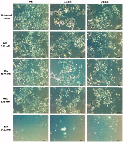 Figure 3. Representative image of HeLa cells after exposure to either the untreated control or the active principles BKC, MKC and N-9. Cells were roughly observed under an inverted phase-contrast microscope. Cell detachment was observed upon N-9 exposure as shown by the lower quantity of cells present at the bottom of the multiwell plate and floating cell clusters. Dotty spots indicative of some sort of cell vacuolisation was found upon MKC treatment. These alterations were not present in the untreated control.