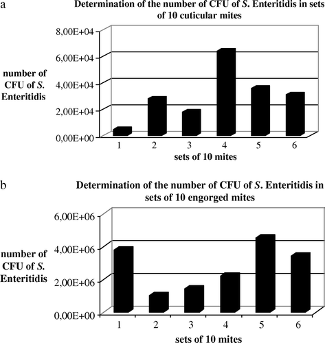 Figure 2.  Determination of the feeding suspension titres calculated from cuticular contaminated mites (a) and from blood-meal contaminated mites (b). The level of salmonella associated with the pool of 10 Dermanyssus inoculated per bird was determined by crushing mites, homogenizing the suspension and plating convenient 10-fold serial dilutions in TS onto Rambach agar. The experiment was repeated six times.