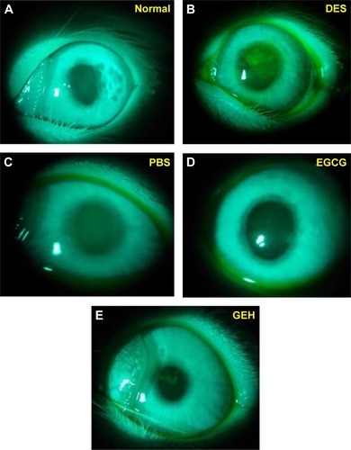 Figure 9 Slit-lamp photography of rabbit eyes in each group after fluorescein staining.Notes: (A) Untreated control eye with no fluorescent pigment. (B) Eye treated with 0.1% benzalkonium chloride (DES group). (C) Eye treated with PBS. (D) Eye treated with EGCG solution. (E) Eye treated with GEH eye drops.Abbreviations: DES, dry-eye syndrome; EGCG, epigallocatechin gallate; GEH, gelatin–EGCG with hyaluronic acid coating.