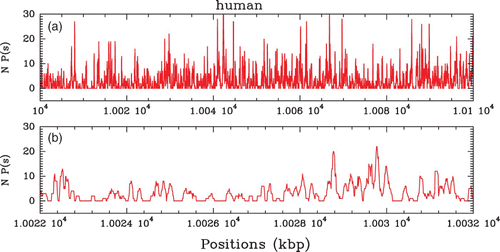 Figure 6. In vivo nucleosome (non-normalized) occupancy profile P(s) along chromosome 2 of the human genome (Schones et al. Citation2008). (a) P(s) versus s along a 100 kbp fragment as obtained from the 5′ and 3′ ends tag profiles (see Zhang and Pugh Citation2011). (b) Zoom on a 10 kbp region.