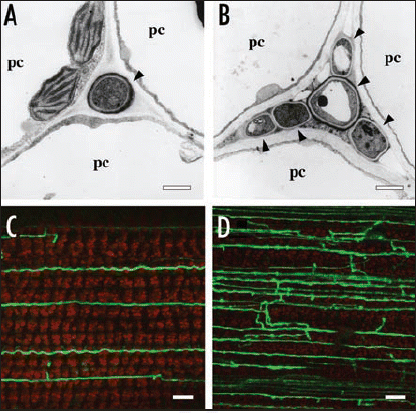 Figure 1 In planta phenotype of E. festucae noxR mutant. (A and B) Transmission electron micrographs of cross sections of E. festucae Fl1 wild-type (A) and noxR mutant (B) hyphae (arrowheads) in the intercellular space of perennial ryegrass. pc: plant cell. Bars = 1 µm. (C and D) Confocal depth series images of hyphal morphology of GFP expressing E. festucae wild-type (C) and noxR mutant (D) in perennial ryegrass leaf blade Bars = 10 µm.