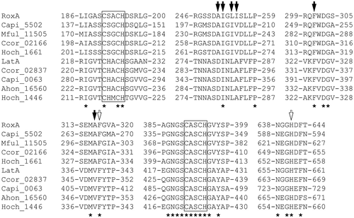Figure 4. Alignments of the deduced amino acid sequences of LatA, RoxA, and their orthologs.