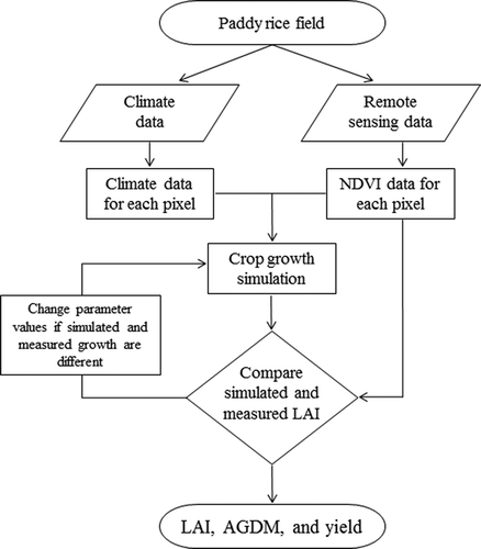 Figure 2. Schematic representation of crop growth mapping using the GRAMI-rice model. NDVI, LAI, and AGDM represent normalized difference vegetation index, leaf area index, and above-ground dry mass, respectively.