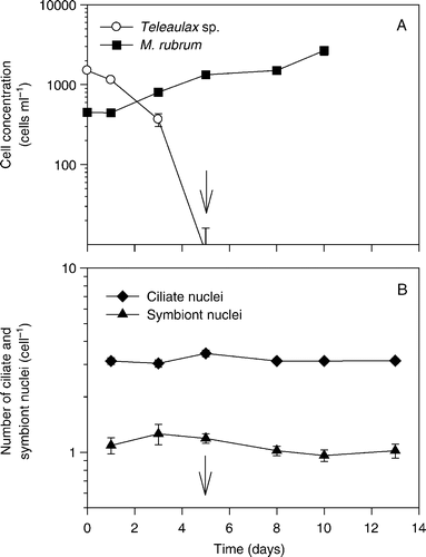Figure 8.  The fourth set of experiments. (A) Proliferation of Mesodinium rubrum and Teleaulax sp. in a mixed culture. (B) Numbers of symbiont and ciliate nuclei per ciliate. The arrows indicate when prey cells were depleted. The data are presented a function of incubation time and values represent treatment means±standard error.