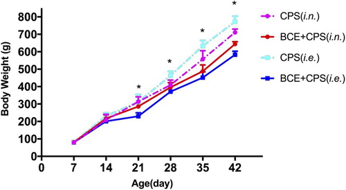 Figure 1. Mean body weights of the four groups of chickens were measured weekly following the first exposure to B. cereus (where indicated) on day 7 and one-off inoculation with C. psittaci on day 14. The asterisks on days 21 and 28 represent significant differences between the BCE + CPS (i.e.) and CPS (i.e.) groups; asterisks on days 35 and 42 indicate significant changes in body weight between the BCE + CPS (i.e.) and CPS (i.e.) groups, and between the BCE + CPS (i.n.) and CPS (i.n.) groups.