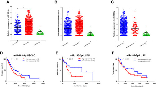 Figure 5 Bioinformatics analysis of the clinicopathological significance and prognostic value of miR-183-3p in TCGA database. (A–C) Relative miR-183-3p expression among different tumor sizes (A), histological types (B) and smoking histories (C). **Statistical significance P < 0.01. (D–F) Kaplan-Meier curves of NSCLC cases in TCGA database stratified by miR-183-3p expression (bottom 10% [n = 96] versus top 10% [n = 96]) (D). Further respective analysis in LUAD cases (E) and LUSC cases (F) showed different prognostic value.