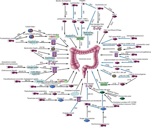 Figure 2 Network for the intestinal flora and microbial metabolites in colorectal cancer.Notes: An association network of the intestinal flora and microbial metabolites in colorectal cancer from a metabolic perspective was constructed by analyzing the previous literature. The black and blue arrows represent pathogenic bacteria as well as probiotics, respectively. References are located within the square parentheses.