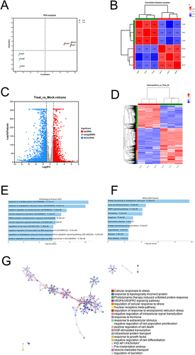 Figure 2 Transcriptional profiles showed increased endoplasmic reticulum stress and unfolded protein response in NaHS-treated A375 cells. (A) Principal-component analysis (PCA) of the samples. (B) Correlation analysis of the samples. (C) Volcano plot of the differential expression of genes between NaHS (20 mM) treated A375 cells and control cells (0 mM). (D) Heat map of the differentially expressed genes (DEGs). (E) GO biological process enrichment analysis of the up-regulated DEGs. (F) KEGG pathway analysis of the up-regulated DEGs. (G) Metascape network showed inter-cluster enriched GO terms for the up-regulated DEGs.