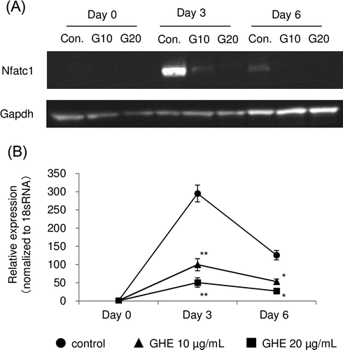 Fig. 4. Effect of GHE on the secretion and expression of Nfatc1.RAW264.7 cells were cultured in medium with 0, 10, or 20 μg/mL of GHE.