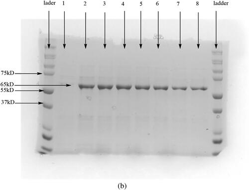 Figure 2. A small scale (8 mL culture) SDS-PAGE gel after purification under native conditions of the sample expressed over 36 h.; (b) Wells 1-8 are elution aliquots.
