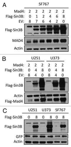 Figure 1. Sin3B stabilizes exogenously expressed Mad4. (A) SF767 cells were transfected with FLAG-Mad4, FLAG-mSin3B and empty vector (EV) such that the total amount of plasmid used in each treatment was equal. After 42 to 48 h, cells were lysed in sample buffer and protein expression was measured by western blot analysis using the indicated antibodies. (B) U251 or U373 cells were transfected with the indicated plasmids and lysed in sample buffer after 42–48 h. Protein expression was determined by immunoblotting. (C) U251, U373 and SF767 cells were transfected with 8 µg Sin3B or empty vector in addition to 1 µg GFP expression vector. After 72 h, protein expression was assessed by immunoblotting as indicated.