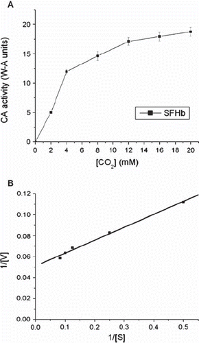 Figure 7. (A) Plot illustrating the Michaelis-Menten equation for SFHb. (B) Lineweaver-Burk plot for SFHb.